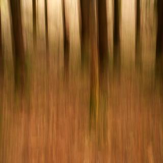 Laubwald / 53